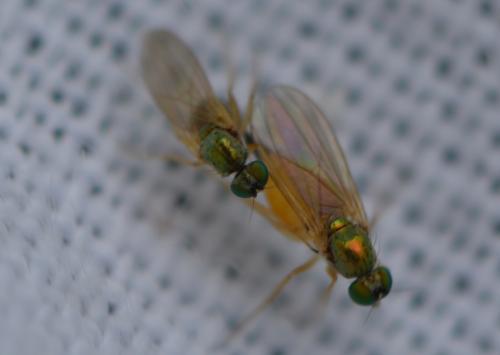 Réf. 327 443 : Chrysotimus molliculus